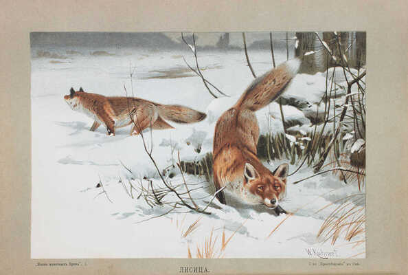 Брем А.Э. Жизнь животных Брэма. [В 3 т.]. Т. 1-3. СПб.: Кн-во «Просвещение», 1904.